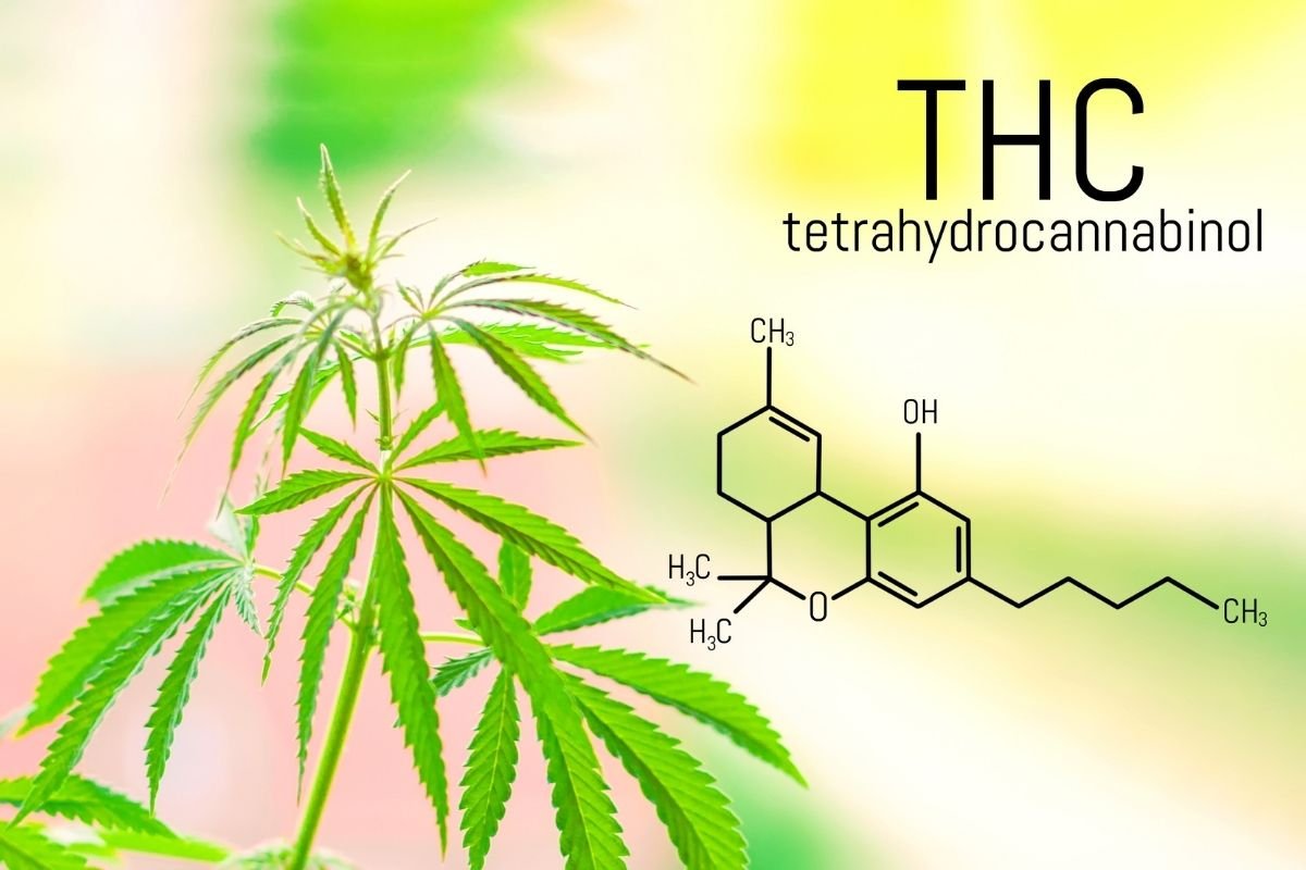 Everything About THCV For Sale : 2026 Expert Guide