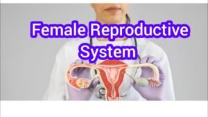 Female Organ Reproductive System Problems and Solutions