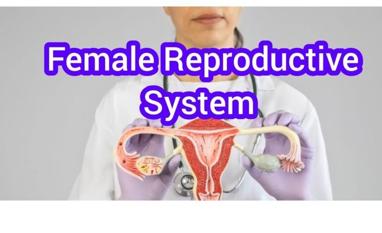 Female Organ Reproductive System Problems and Solutions