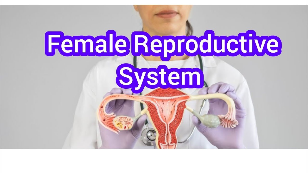 Female Organ Reproductive System Problems and Solutions