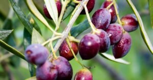 Koroneiki Olive A Natural Source of Health Benefits