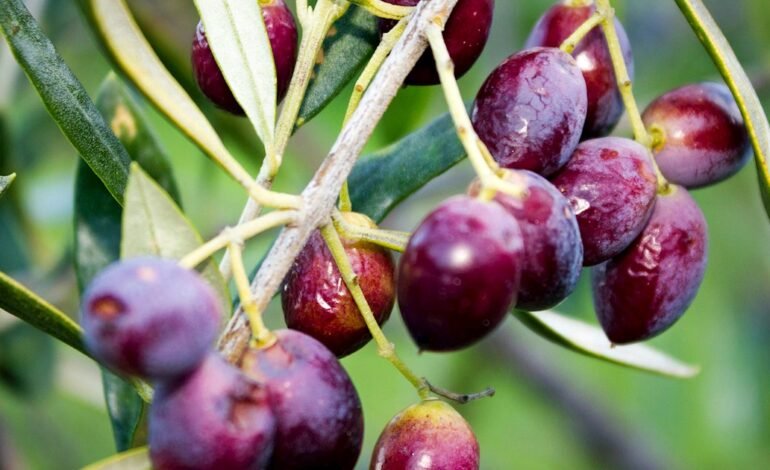 Koroneiki Olive A Natural Source of Health Benefits