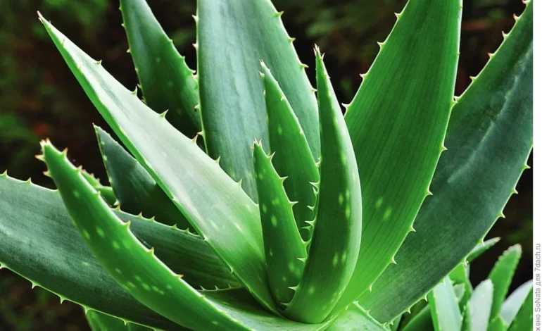 Why Aloe Barbadensis Based Skincare Is Leading 2026