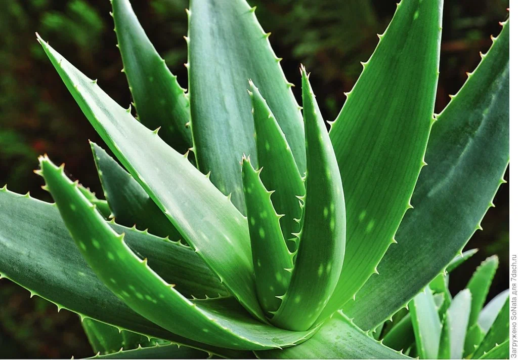 Why Aloe Barbadensis Based Skincare Is Leading 2026
