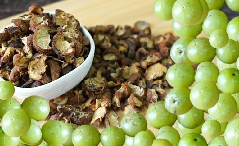 Bhumi Amla Uses in Traditional and Modern Herbal Medicine