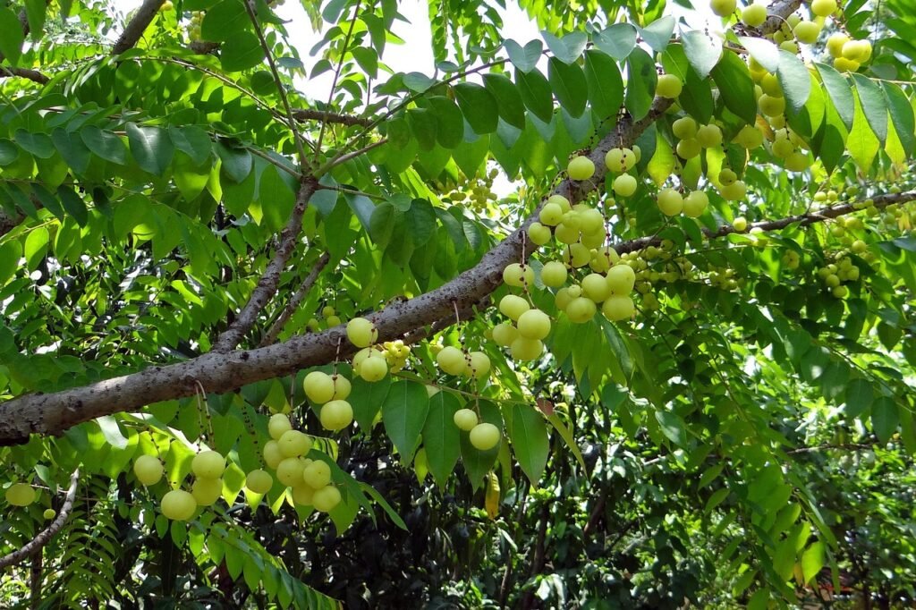 Amla Tree Benefits For Skin Hair and Health