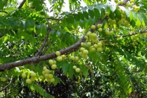 Amla Tree Benefits For Skin Hair and Health