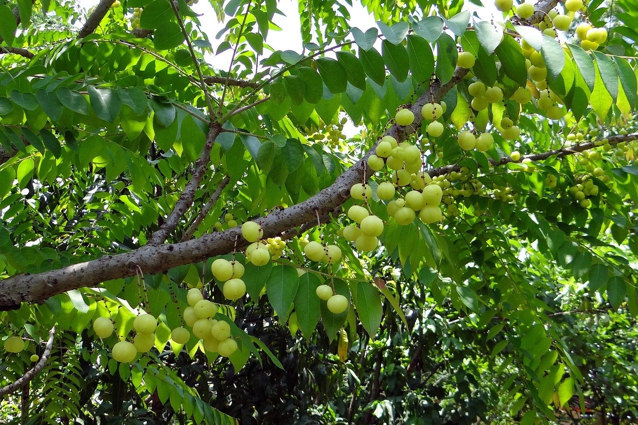 Amla Tree Benefits For Skin Hair and Health