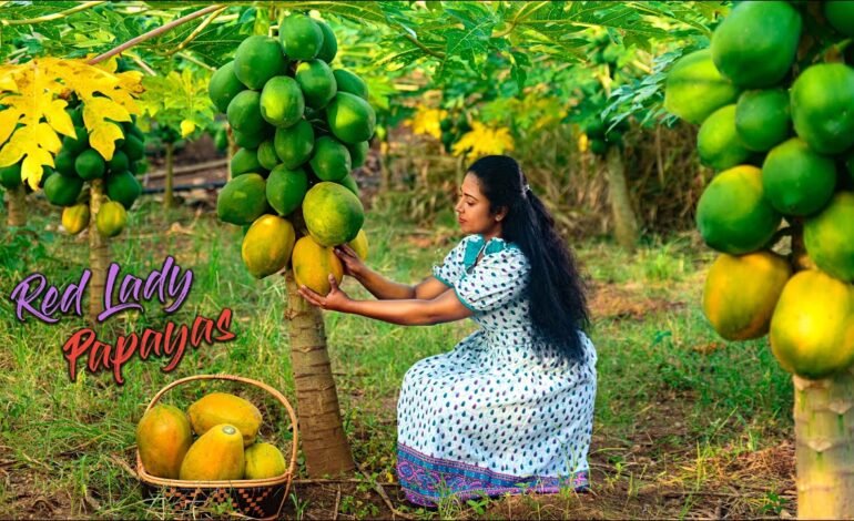 Red Lady Papaya A Super Fruit Gaining Popularity in 2026